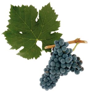 Cabernet franc