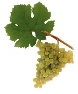 Cluster of green grapes with a large grape leaf and stem against a white background.