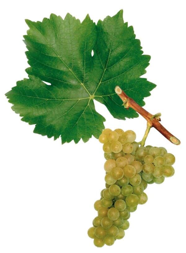 Green grape cluster with a large grape leaf and stem