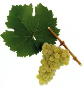Green grape cluster hanging from a brown stem with a large serrated grape leaf in the background