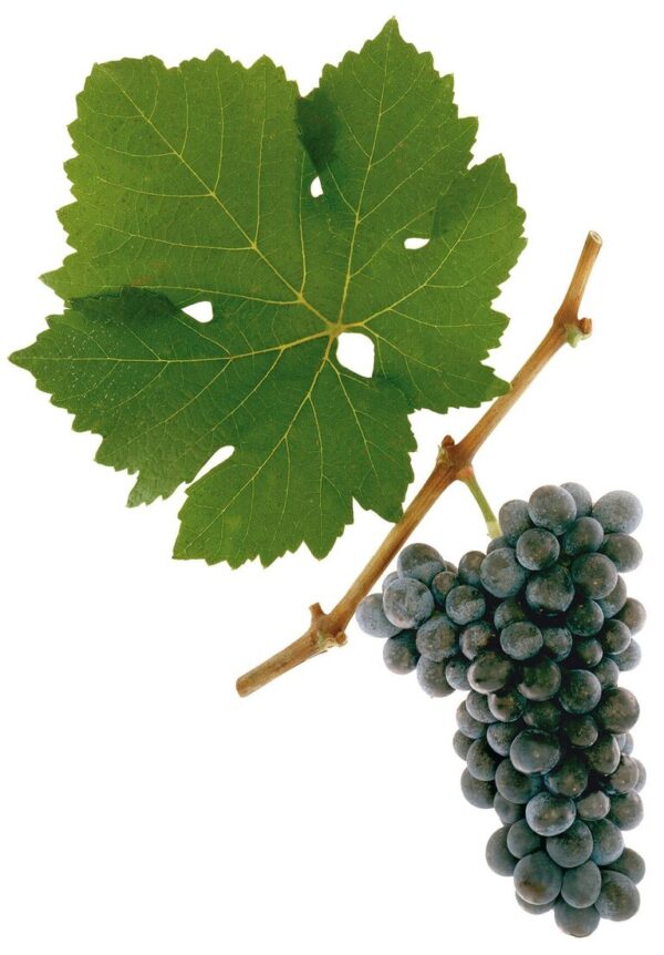 Dark purple grape cluster hanging from a brown stem with a large green grape leaf