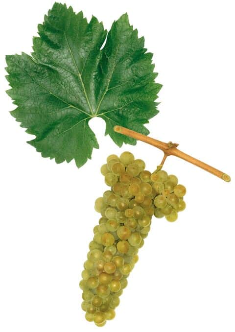 Traube und Blatt der Rebsorte Furmint mit hellgrünen bis goldgelben Beeren vor weissem Hintergrund.