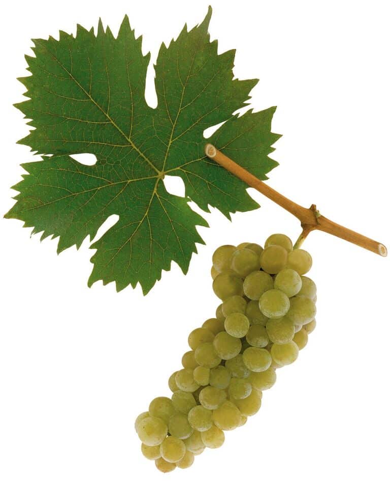 Traube und Blatt der Rebsorte Gelber Muskateller mit hellgrünen Beeren vor weissem Hintergrund.