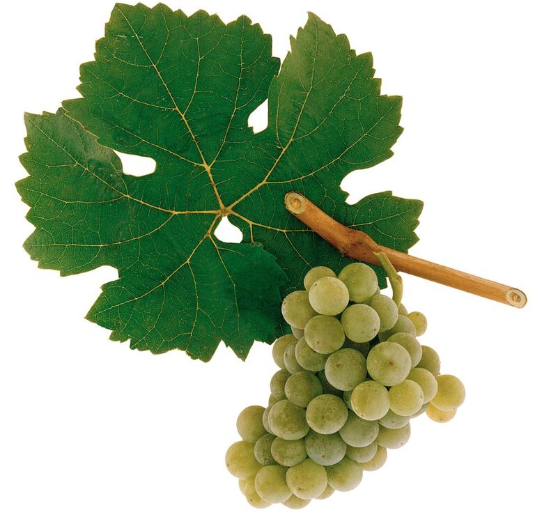 Traube und Blatt der Rebsorte Scheurebe mit hellgrünen Beeren vor weissem Hintergrund.